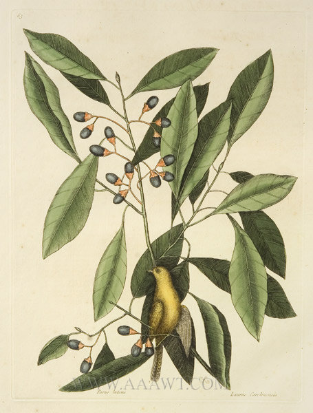 Parus Luteus, Engraving, Laurus Carolinensis, Yellow Titmouse
Artist, Mark Catesby (1683 to 1749)
18th Century, entire view